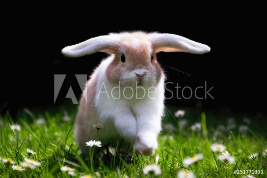 Picture of Ses Kaninchen springt glcklich im Gras zu Ostern Cute Bunny jumping in Green gras 